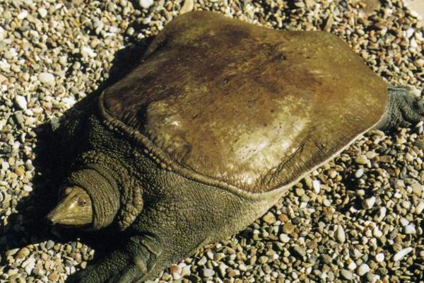 怎么判断山瑞鳖品种的好坏,可通过外形来分辨