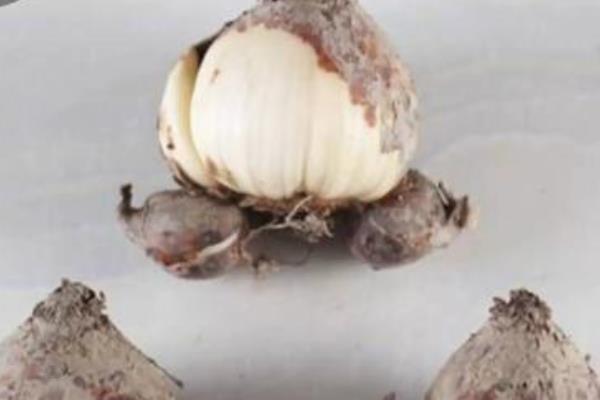 水仙花开完花后如何处理，第一年开完可将球茎从栽培环境中取出