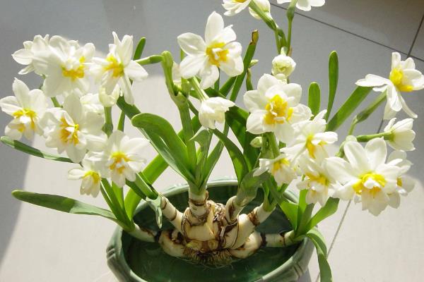 水仙花开完花后如何处理，第一年开完可将球茎从栽培环境中取出