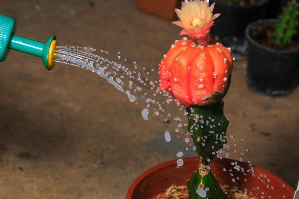 怎么养仙人掌，在生长季节需要适当的施肥