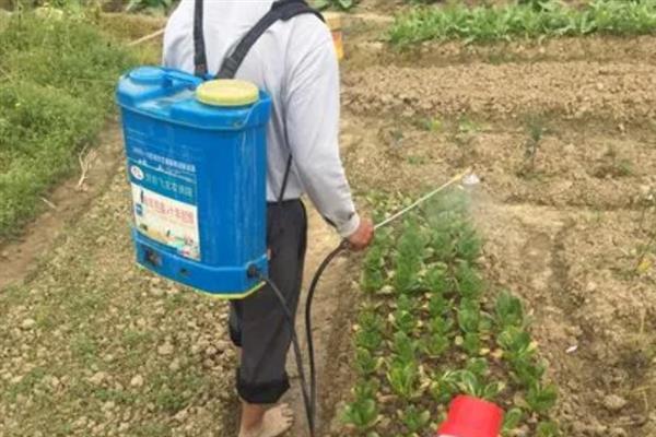 白菜腐烂病用什么药，发病初期选用百菌清可湿性粉剂