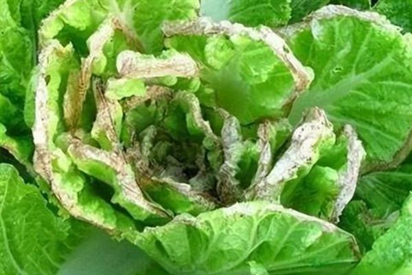 白菜腐烂病用什么药，发病初期选用百菌清可湿性粉剂