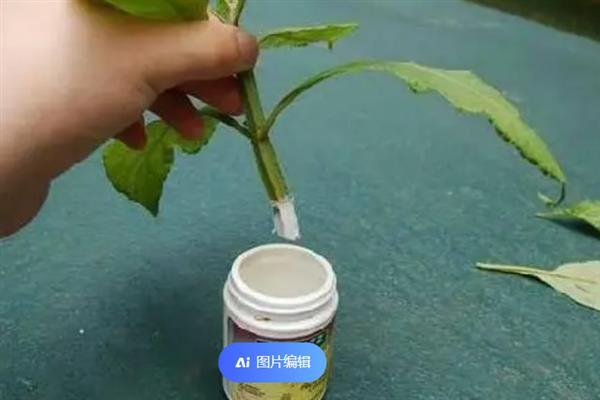 多菌灵有什么作用，可防治真菌引发的多种病害