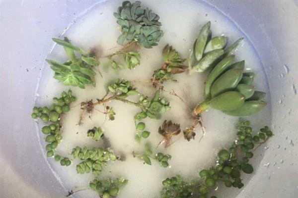 多菌灵有什么作用，可防治真菌引发的多种病害