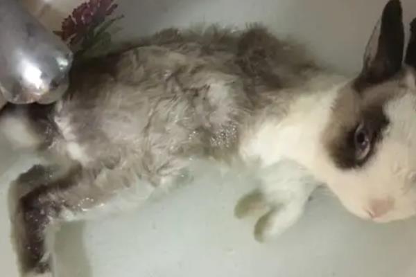 兔子的毛打湿会死吗，有可能会死