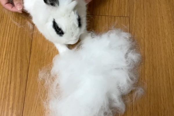 兔子的毛打湿会死吗，有可能会死