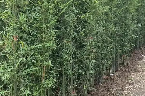 竹子会开花吗，竹子开花并不常见