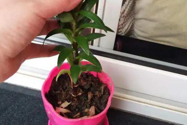 香水百合的留种方式，需要及时将残花和枯叶剪掉