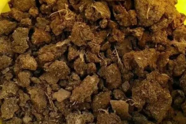 鲜鸡粪如何处理才可以使用，要充分发酵腐熟后才能使用