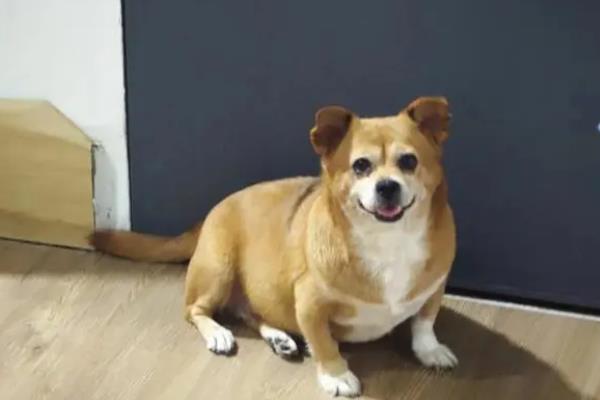 如何预防冬季宠物疾病，首先要注意保暖