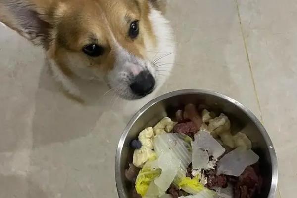 如何预防冬季宠物疾病，首先要注意保暖
