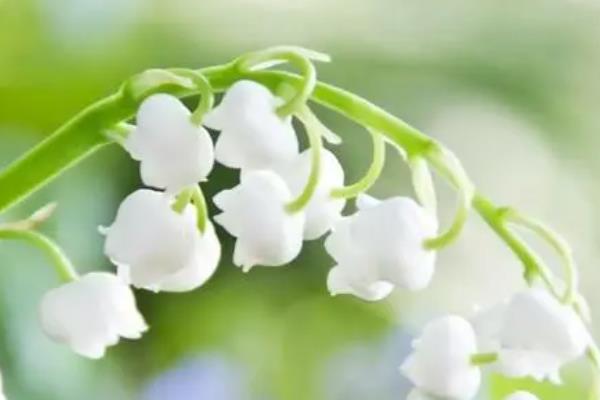 铃兰在几点开花，通常会在早晨8点开花