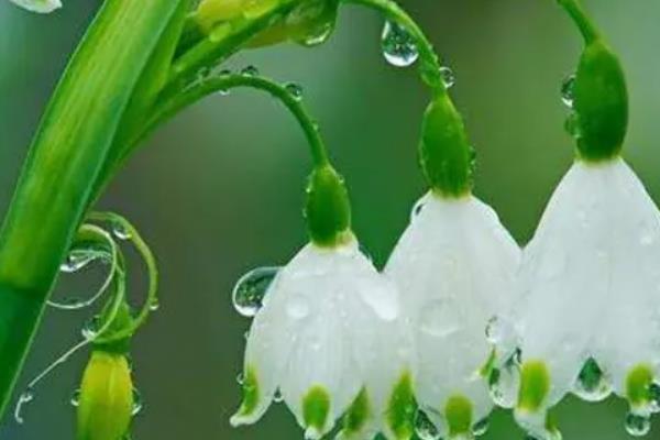 铃兰在几点开花，通常会在早晨8点开花