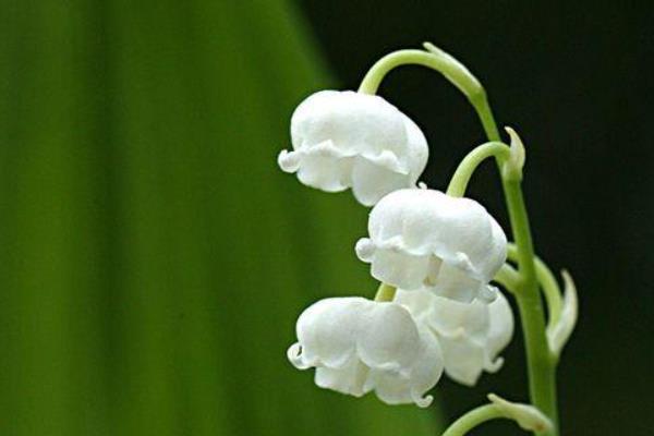 铃兰在几点开花，通常会在早晨8点开花