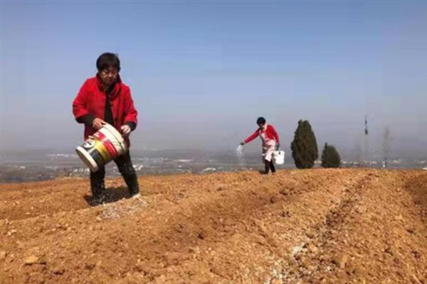 杨花萝卜如何种植，土壤温度不低于8℃即可播种