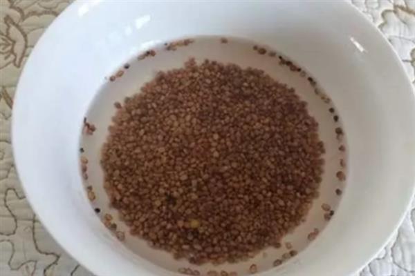 杨花萝卜如何种植，土壤温度不低于8℃即可播种
