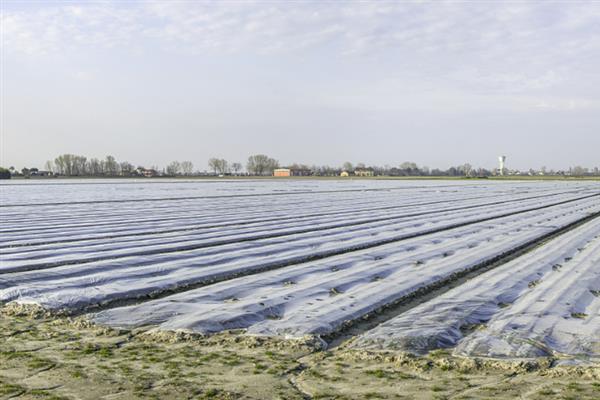 杨花萝卜如何种植，土壤温度不低于8℃即可播种