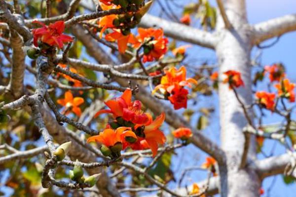 木棉树有什么花语，代表珍惜和幸福