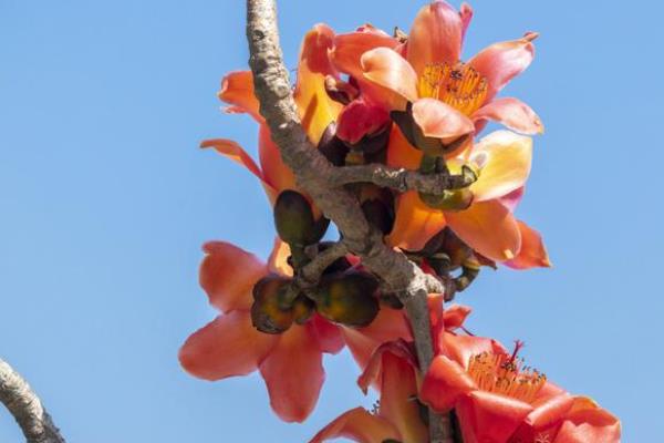 木棉树有什么花语，代表珍惜和幸福