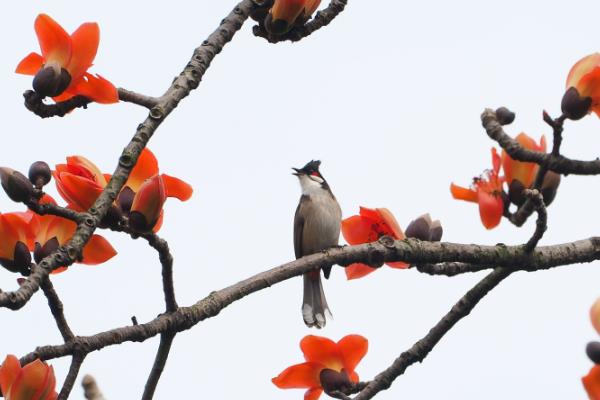木棉树有什么花语，代表珍惜和幸福