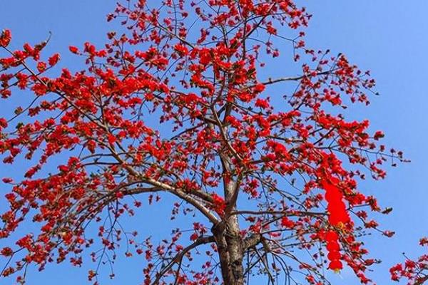 木棉树有什么花语，代表珍惜和幸福