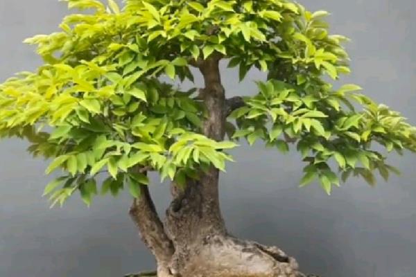 木棉树有什么花语，代表珍惜和幸福