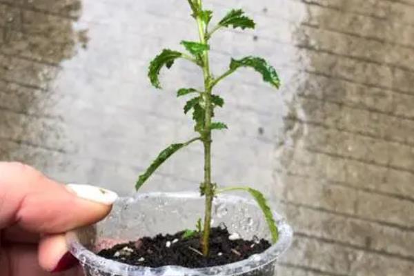 木棉树有什么花语，代表珍惜和幸福