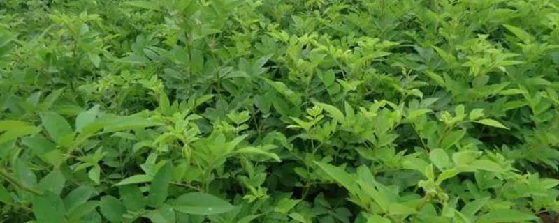蔷薇苗的价格以及怎么种植，一株需要2-3元左右