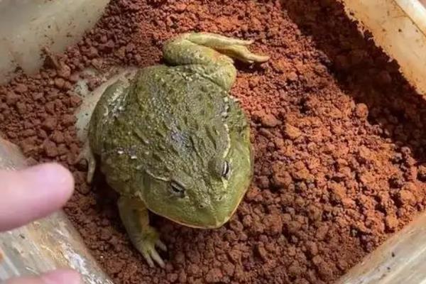 养殖牛蛙需要办理哪些手续，需要办理生产设施用地的备案手续