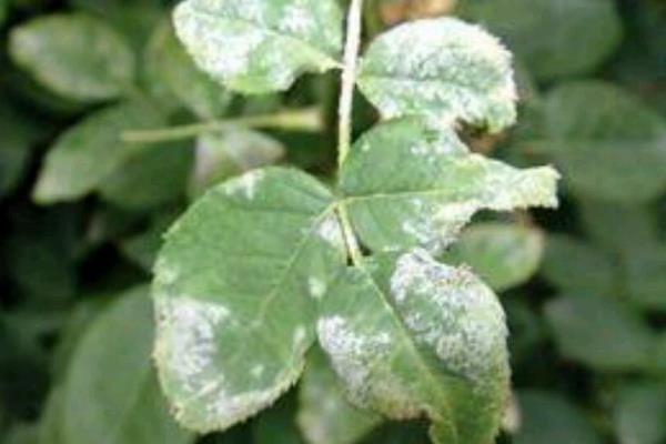 蔷薇苗的价格以及怎么种植，一株需要2-3元左右