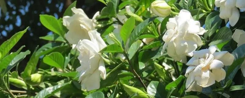 栀子花在几月份开花，开花时间为每年5-6月份