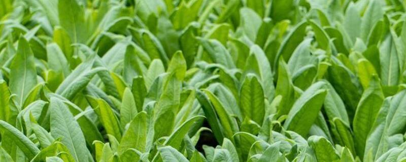 北方越冬莴笋如何种植，通常在10-11月份露地育苗