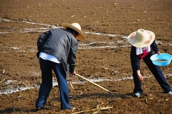 北方越冬莴笋如何种植，通常在10-11月份露地育苗