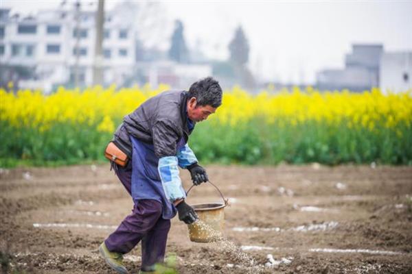 北方越冬莴笋如何种植，通常在10-11月份露地育苗