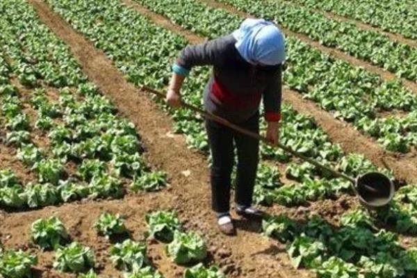 北方越冬莴笋如何种植，通常在10-11月份露地育苗