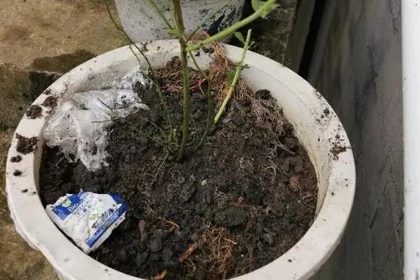 蓝莓树苗盆栽如何种植，可以选择陶瓷盆或塑料盆种植