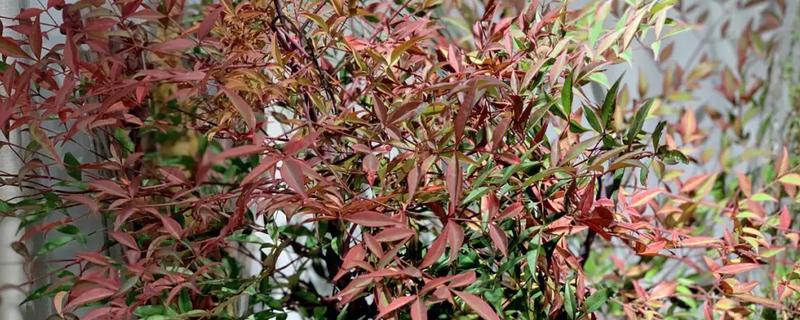 南天竹拿弯方式，老枝拿弯时需要先准备破干钳