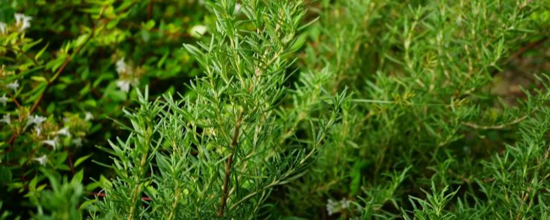 植物一年四季有何变化，从春季到冬季会逐一萌芽、展叶开花、落叶、休眠