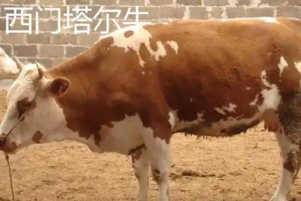 海福特牛和西门塔尔的区别，外形和产地均不同