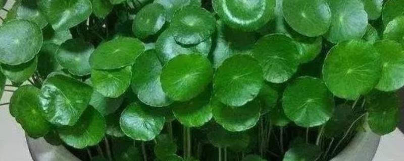 怎么养殖铜钱草，生长旺期每隔2-3周追肥一次