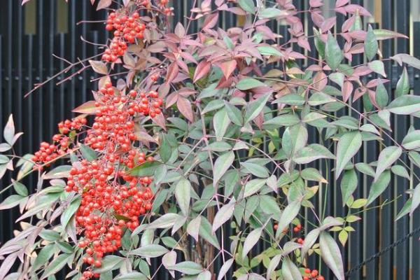 南天竹拿弯方式,老枝拿弯时需要先准备破干钳