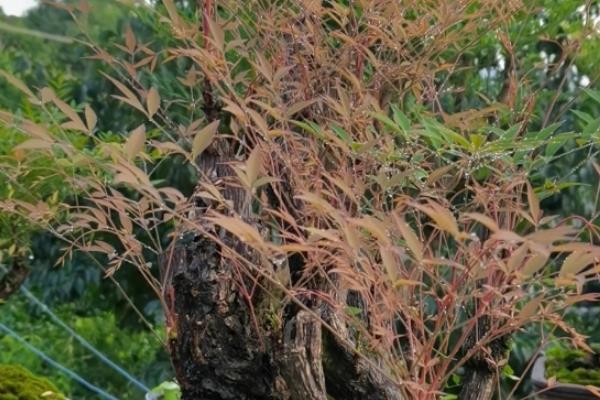 南天竹拿弯方式,老枝拿弯时需要先准备破干钳