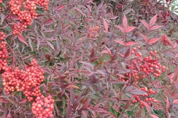 南天竹拿弯方式,老枝拿弯时需要先准备破干钳