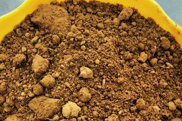 南天竹拿弯方式,老枝拿弯时需要先准备破干钳