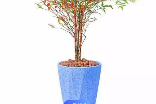 南天竹拿弯方式,老枝拿弯时需要先准备破干钳