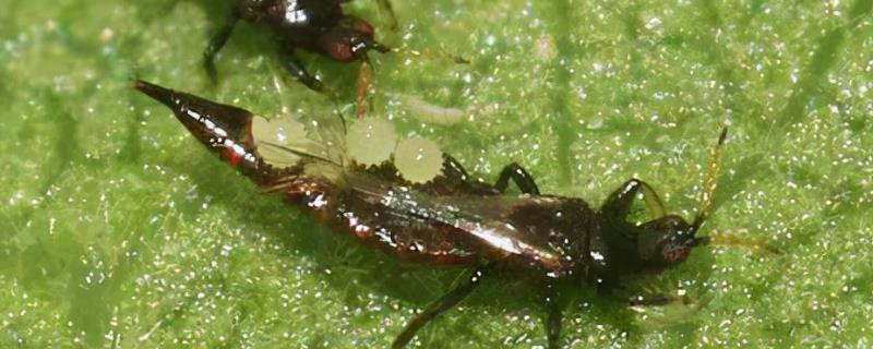 桑蓟马的发生特点，夏秋高温干旱季节被害程度重
