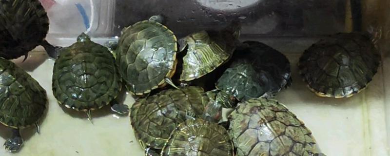 巴西龟叫的原因及解决方法,可能是发情或呼吸感染