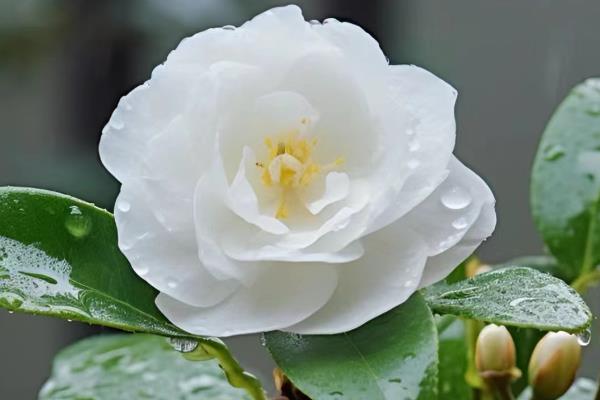 茶花怎么上盆，最好在春季时候进行