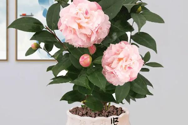茶花怎么上盆，最好在春季时候进行