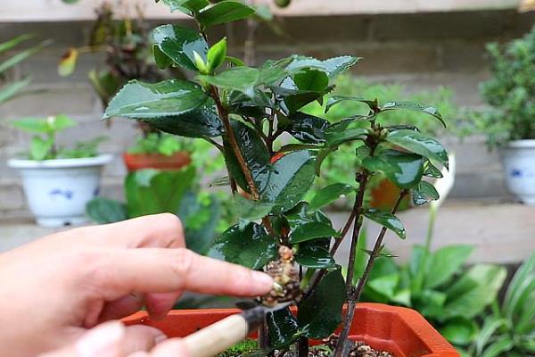 茶花怎么上盆，最好在春季时候进行